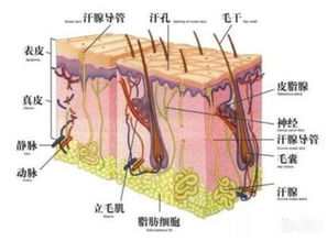 吃孜然會得狐臭 教你一些簡單治療狐臭的方法,一看就明白