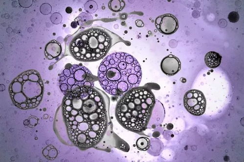 干細(xì)胞療法新視野 糖尿病治療曙光與狐臭干預(yù)探索